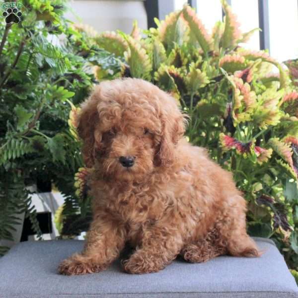Chandler, Miniature Poodle Puppy