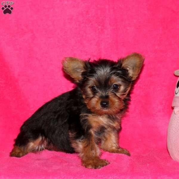 Charity, Yorkie Puppy