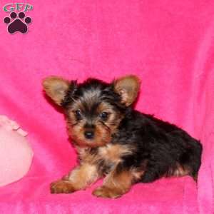 Charity, Yorkie Puppy