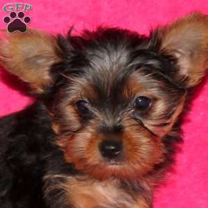 Charity, Yorkie Puppy