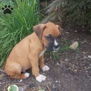 Charkey, Boxer Puppy