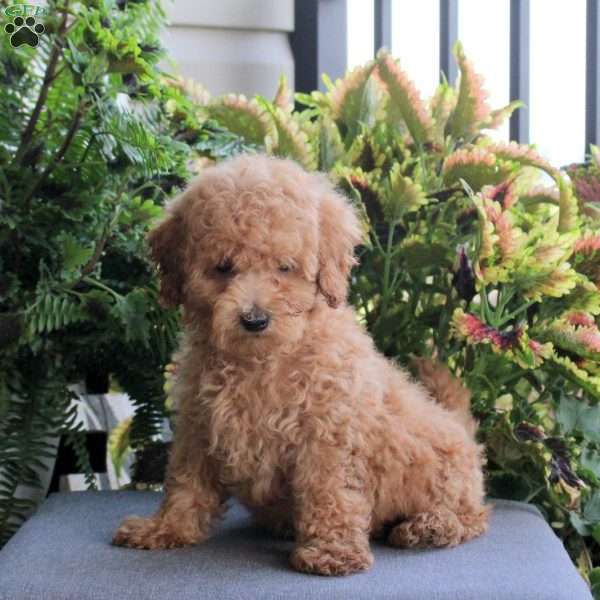 Charlie, Miniature Poodle Puppy