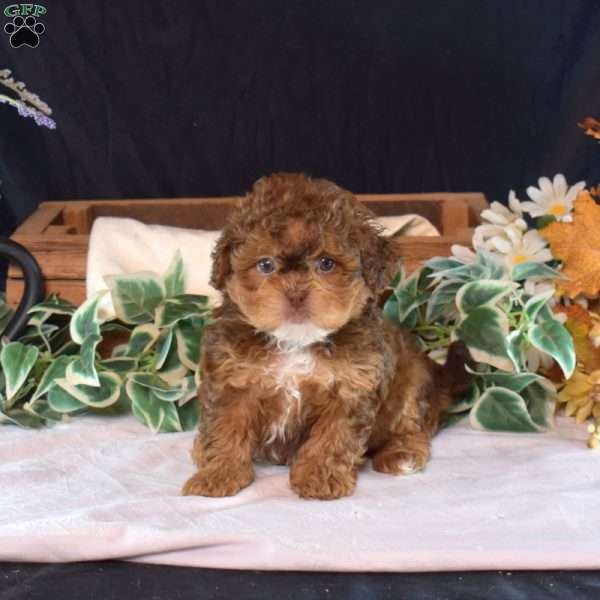Charlie, Shih-Poo Puppy
