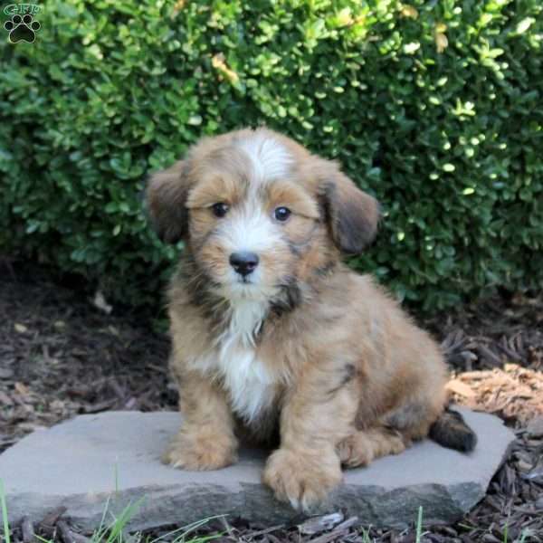 Charlie, Havanese Puppy