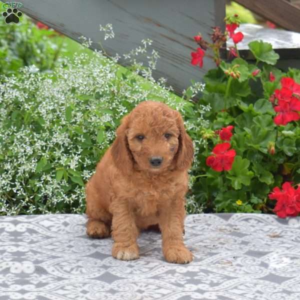 Charlie, Mini Goldendoodle Puppy