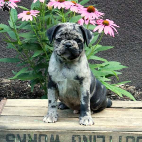 Charlie, Pug Puppy
