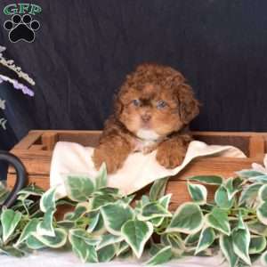 Charlie, Shih-Poo Puppy