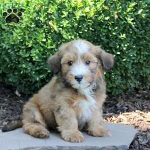 Charlie, Havanese Puppy