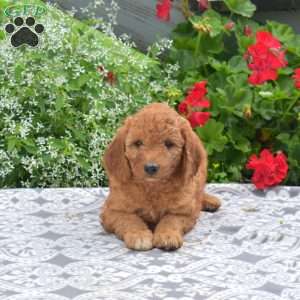 Charlie, Mini Goldendoodle Puppy