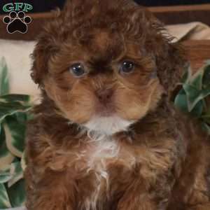 Charlie, Shih-Poo Puppy