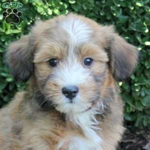 Charlie, Havanese Puppy