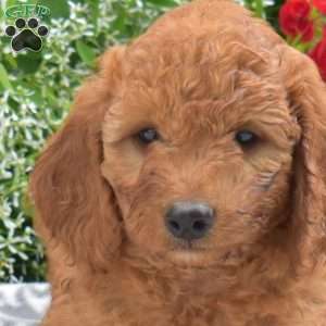 Charlie, Mini Goldendoodle Puppy