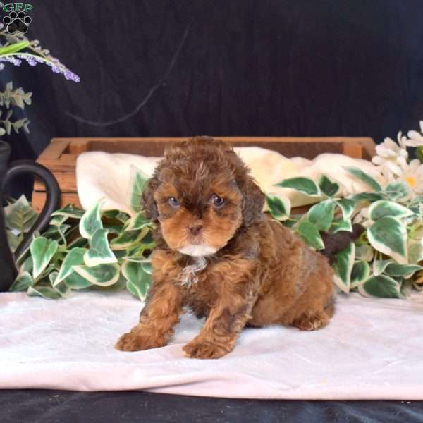 Charlotte, Shih-Poo Puppy