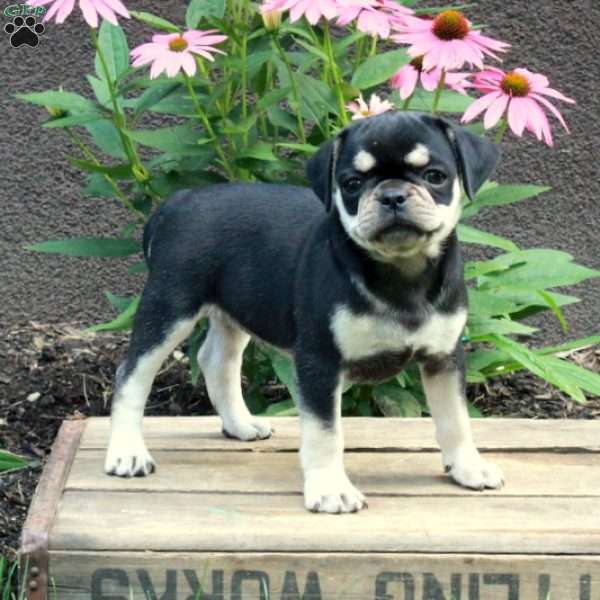 Charlotte, Pug Puppy