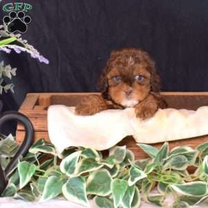 Charlotte, Shih-Poo Puppy