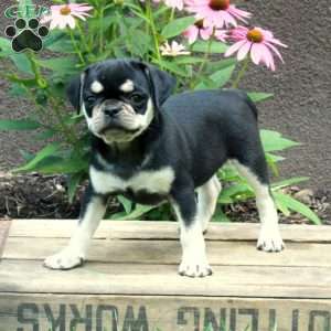 Charlotte, Pug Puppy