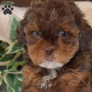 Charlotte, Shih-Poo Puppy
