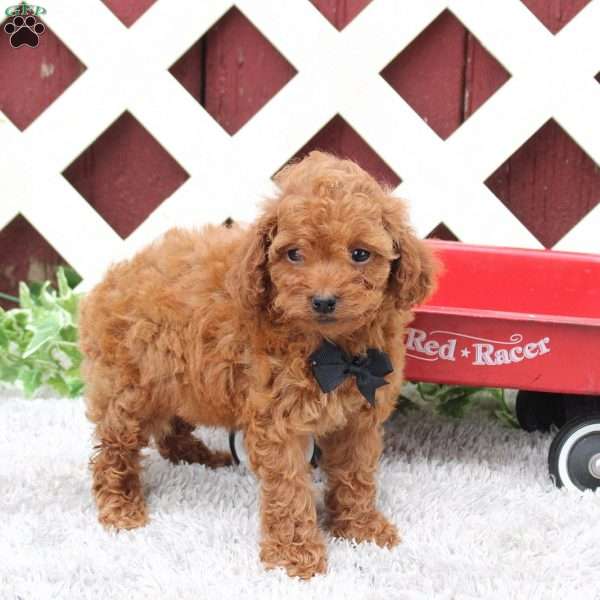 Chase, Toy Poodle Puppy