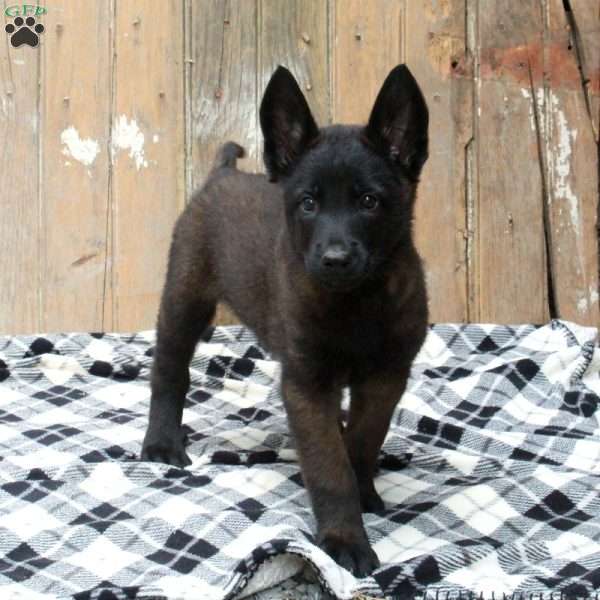 Chase, Belgian Malinois Puppy