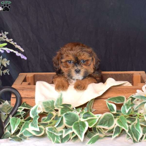 Chase, Shih-Poo Puppy