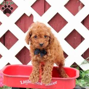 Chase, Toy Poodle Puppy