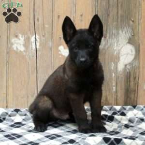 Chase, Belgian Malinois Puppy