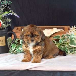 Chase, Shih-Poo Puppy