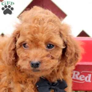 Chase, Toy Poodle Puppy