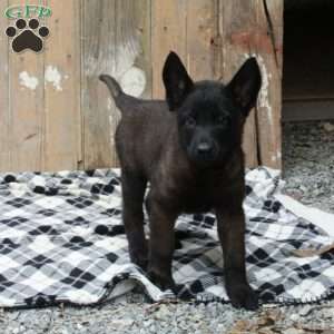 Chase, Belgian Malinois Puppy