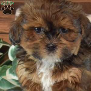 Chase, Shih-Poo Puppy