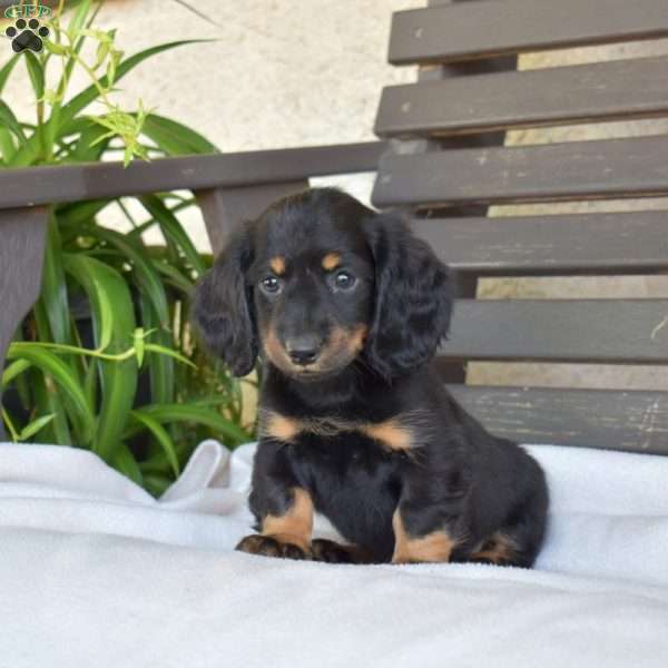 Checkers, Dachshund Puppy