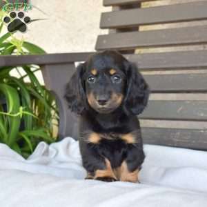 Checkers, Dachshund Puppy