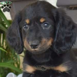 Checkers, Dachshund Puppy