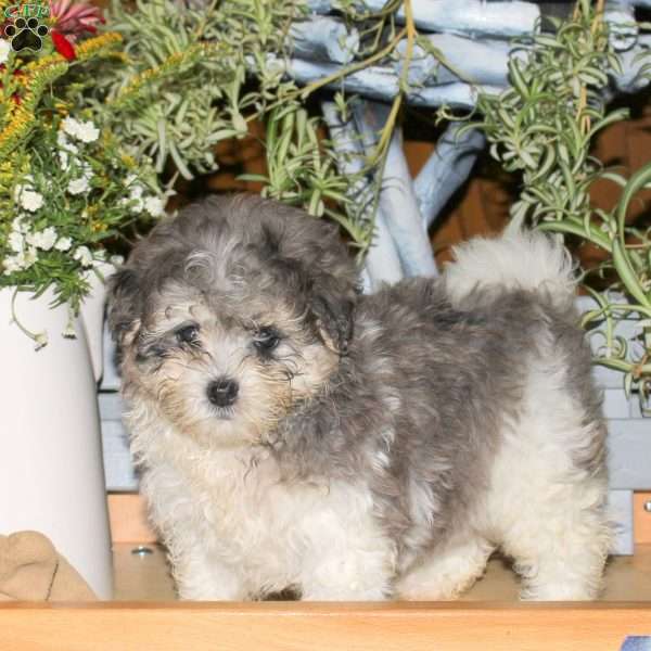 Chelsea, Maltipoo Puppy