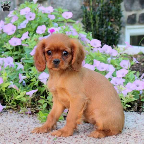 Chelsea, Cavalier King Charles Spaniel Puppy
