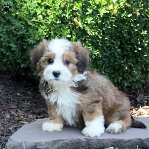 Chelsea, Havanese Puppy