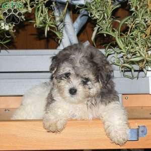 Chelsea, Maltipoo Puppy