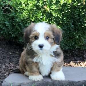 Chelsea, Havanese Puppy