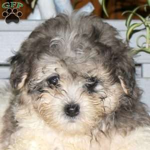 Chelsea, Maltipoo Puppy