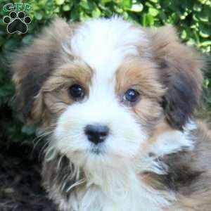 Chelsea, Havanese Puppy