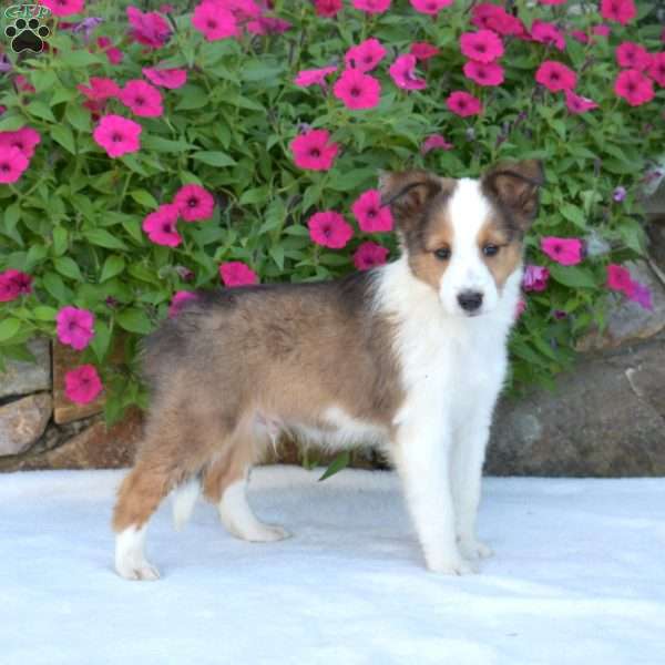 Chestnut, Sheltie Puppy