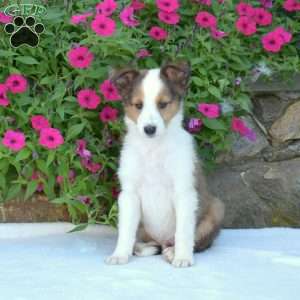 Chestnut, Sheltie Puppy