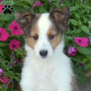 Chestnut, Sheltie Puppy