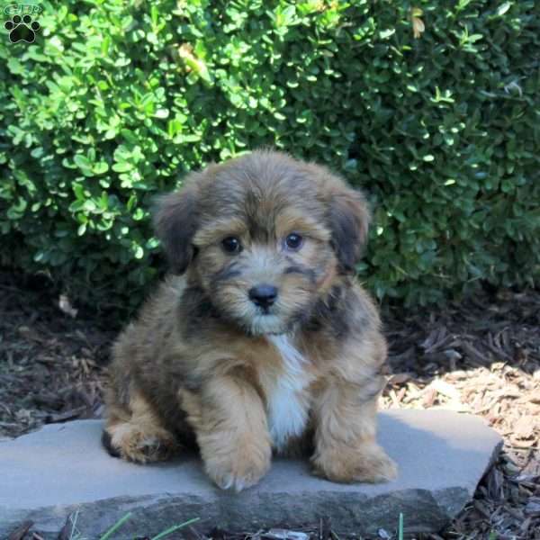 Chewie, Havanese Puppy