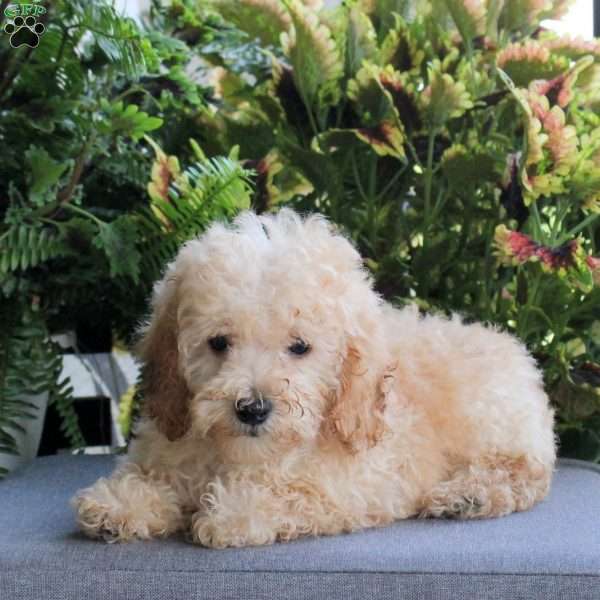 Chewie, Miniature Poodle Puppy