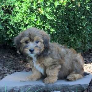 Chewie, Havanese Puppy