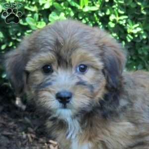 Chewie, Havanese Puppy