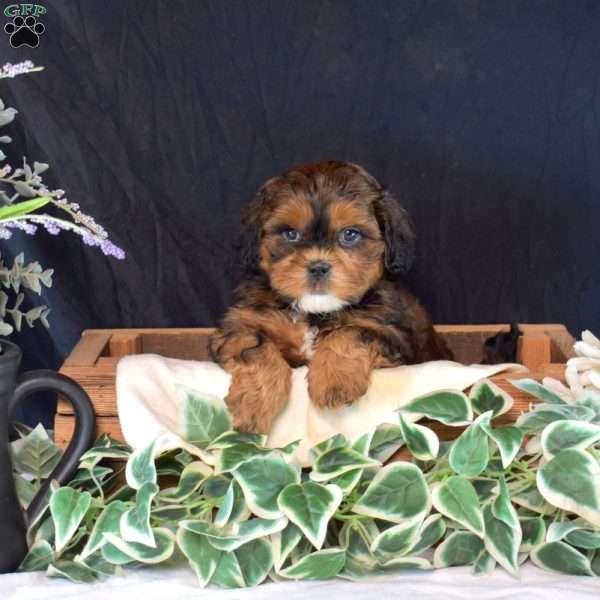 Chex, Shih-Poo Puppy