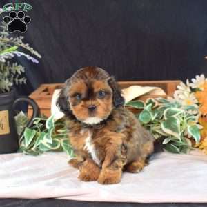 Chex, Shih-Poo Puppy