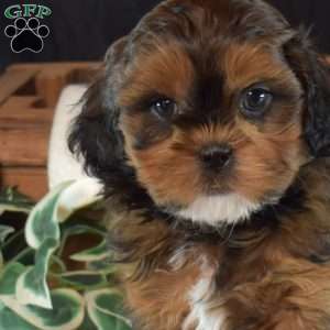 Chex, Shih-Poo Puppy